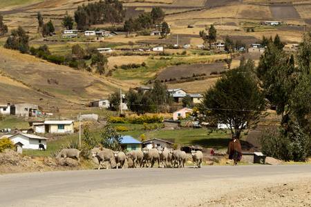 Salasaca,Ecuador - October 1,2012: Old woman herding sheeps in Salasaca region,Ecuador.のeditorial素材