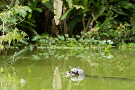 wild turtles in ecuadorian amazonia, at full size you could see a insect sitting on them.の写真素材