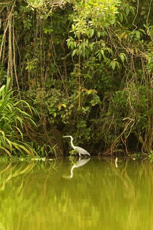 grey stork shot in the wild in ecuadorian amazoniaの写真素材