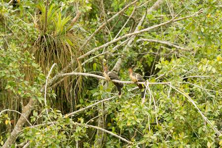hoatzin pair shot in the wild , limoncocha lagoon , ecuadorの写真素材