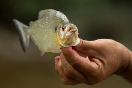aggressive piranha fish with his mouth open