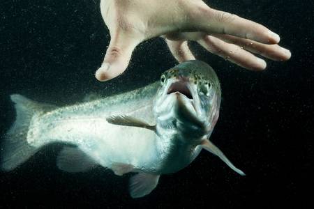 trout fishing with bear hand, aquarium shotの写真素材