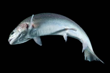 adult trout fish isolated on black.の写真素材