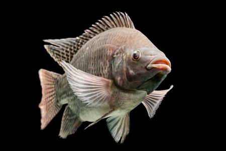 mozambique tilapia, oreochromis mossambicus, isolated on black, studio aquarium shot.の写真素材