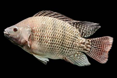 mozambique tilapia, oreochromis mossambicus, isolated on black, studio aquarium shot.