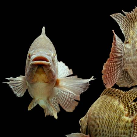 mozambique tilapia, oreochromis mossambicus, isolated on black, studio aquarium shot.