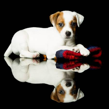 parson jack russell terrier 8 weeks puppy , indoor studio shotの写真素材