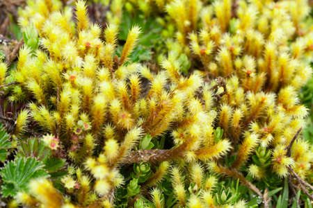 high altitude algae and mosses, llanganates national park, ecuador