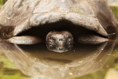submerged galapagos turtle, low angle viewの写真素材