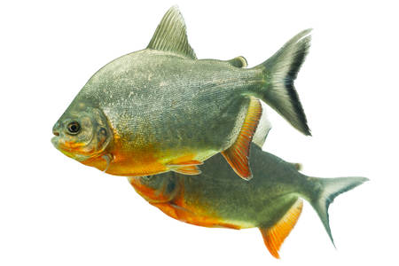 tambaqui fish pair isolated on white, shallow dept of field, studio aquarium shot.