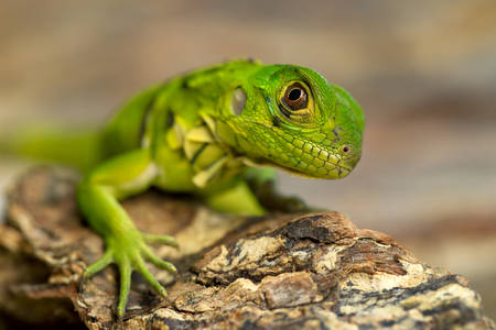 close up of a young iguana in natural environmentの写真素材