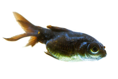 sick telescope goldfish fry, you may observe the cotton like fungus behind his eye.の写真素材