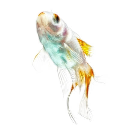 Fractal design of a double tail juvenile goldfishの写真素材