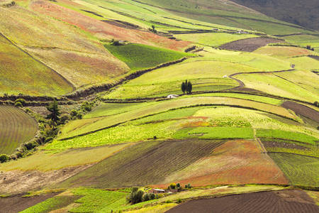 high altitude farming in ecuadorian andes, about 4000m altitudeの写真素材