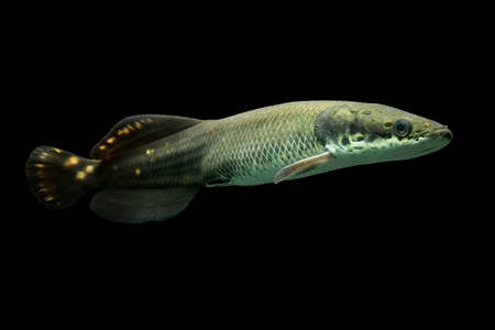 juvenile arapaima leptosoma, underwater aquarium shotの写真素材