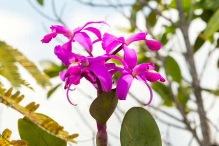 Purple orchid in Ecuadorian Amazonian jungle