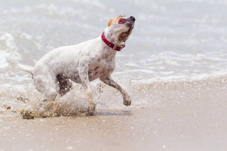 Jack Russell terrier playing into the ocean wavesの写真素材