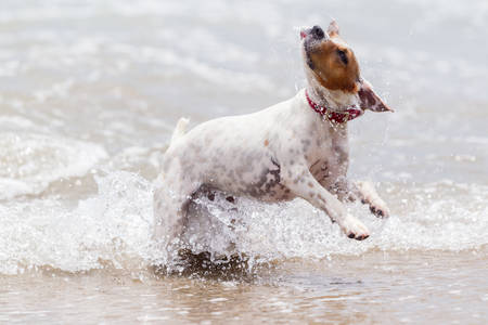 Jack Russell terrier playing into the ocean wavesの写真素材