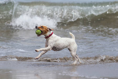 Jack Russell terrier running on the beach with his favourite toyの写真素材