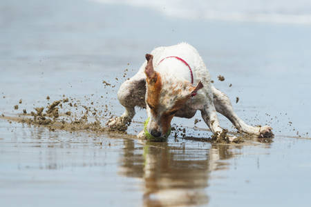Jack Russell terrier stopping on the ball, high speed action shotの写真素材