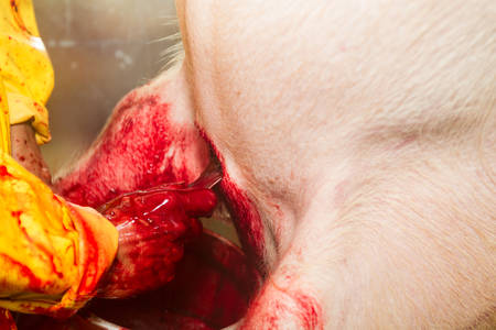 Bloody scene from slaughterhouse process with butcher hand sticking a pig heartの写真素材