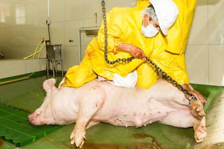 Slaughterhouse butcher puts a chain around animal ankle in order to lift the carcass on the conveyorの写真素材