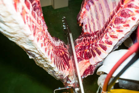 High angle first person view of a cattle brisket opening saw in action, slaughterhouse sceneの写真素材