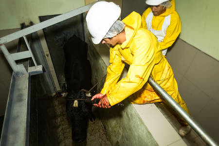 Slaughterhouse workers using captive bolt pistol to knock off a cattleの写真素材