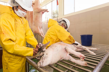 Slaughterhouse employee performing hair removal from pork carcass using a rubbing knife