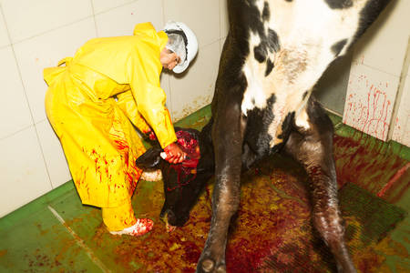 Slaughterhouse butcher decapitating a cattle on the production lineの写真素材