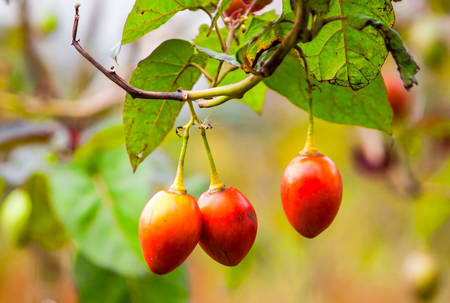 Solanum Betaceum Is A Small Tree Or Shrub In The Flowering Plant Family Solanaceae It Is Best Known As The Species That Bears The Tamarillo An Egg Shaped Edible Fruit Other Names Include Tree Tomatoの写真素材