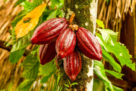 Cocoa Fruit In The Tree Red Variety Is Considered To Be The Best Shot In Ecuadorian Jungleの写真素材