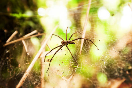 Large Spider In Amazonian Rainforestの写真素材