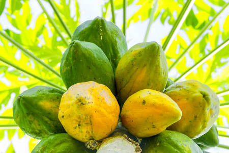 Cluster Of Papaya Fruits In The Tree Shot In Ecuadorian Amazoniaの写真素材