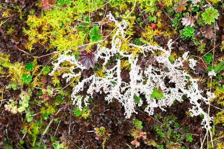 High Altitude Algae And Mosses Llanganates National Park Ecuador