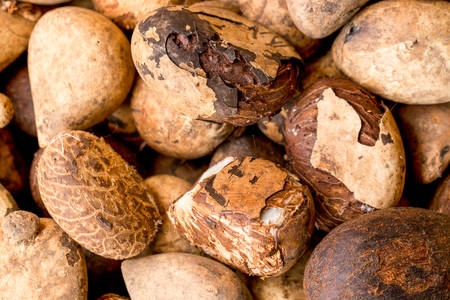 Ivory Nut Fruit Used For Crafting Appearance Similar To Elephant Ivory