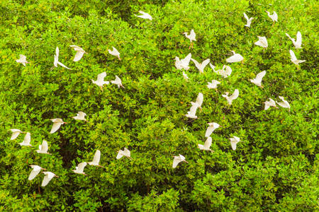 Flock Of White Egrets Flying Against The Mangrove Forestの写真素材