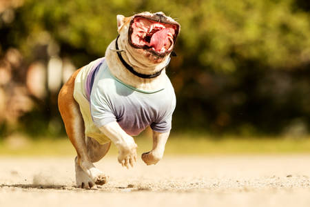 English Bulldog Face While Runningの写真素材