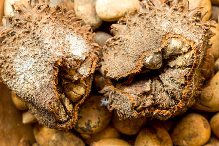 Ivory Nut Fruit Used For Crafting Appearance Similar To Elephant Ivoryの写真素材