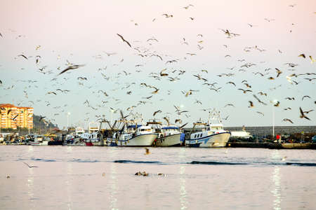 Harbor Scene In Sunset Light Fishing Boats And Seagulls Medium Telephoto Lens On Tripod Mounted Cameraの写真素材
