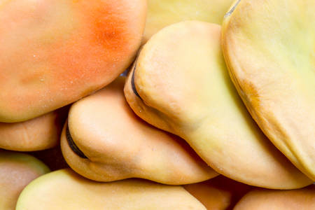 Vicia Faba The Broad Bean Fava Bean Field Bean Bell Bean Or Tic Beanの写真素材