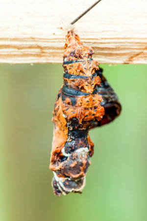 Remains Of Butterflies Embryos Breed In Captivity Ecuadorの写真素材