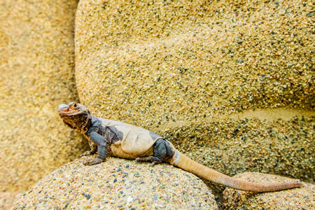 Shedding Lizard Resting On Colorful Rock In Her Natural Habitatの写真素材