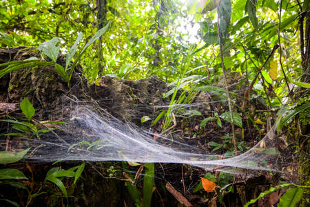 Large Size Spider Web In The Amazonian Rainforestの写真素材