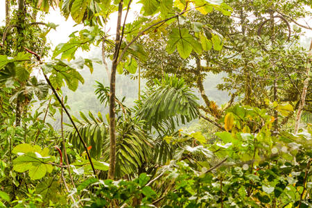 Dense Vegetation In Ecuadorian Basin Of Amazon Riverの写真素材