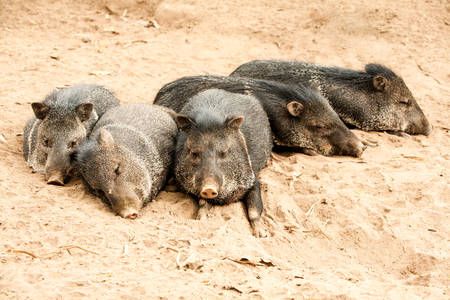 Group Of Peccary A Medium Sized Mammal Of The Family Tayassuidae Or New World Pigsの写真素材
