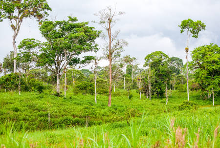 Primary Jungle In Ecuador Close To The City Of Macasの写真素材