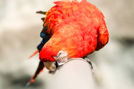 The Scarlet Macaw Is A Large Colorful Macaw It Is Native To Humid Evergreen Forests In The American Tropics Range Extends From Extreme South Eastern Mexico To Amazonian Peru Bolivia And Brazilの写真素材