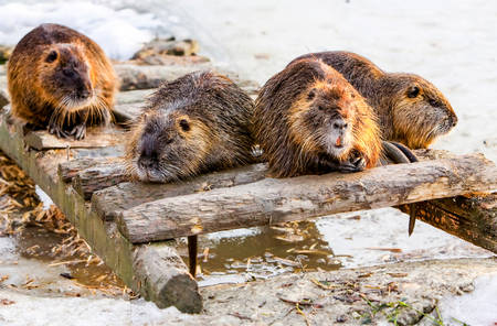 four members of a beaver family taking a brake after a good mealの写真素材