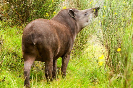 adult female mountain tapir in the wood shot in the ecuadorian highlands of andesの写真素材